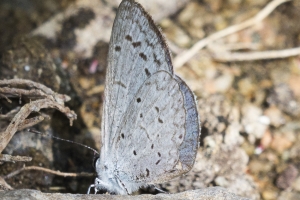 AZ-Madera Canyon_2016_07_16 - Blue, Reakirt's (2)-s-websized