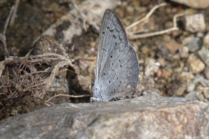 AZ-Madera Canyon_2016_07_16 - Blue, Reakirt's (3)-websized