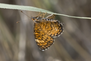 AZ-Madera Canyon_2016_07_16 - Checkerspot, Tiny (1)-s