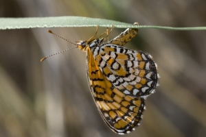 AZ-Madera Canyon_2016_07_16 - Checkerspot, Tiny (2)-s