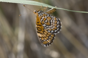 AZ-Madera Canyon_2016_07_16 - Checkerspot, Tiny (3)-s