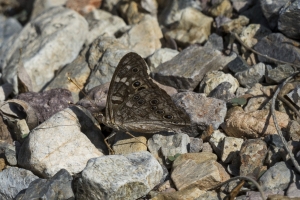 AZ-Madera Canyon_2016_07_16 - Emperor, Leila (4)-s