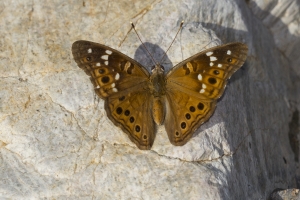 Emperess Leilia 