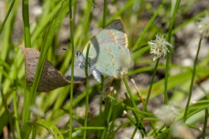 AZ-Madera Canyon_2016_07_16 - Hairstreak, Arizona (1)-web