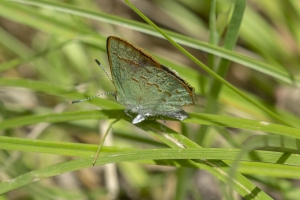 AZ-Madera Canyon_2016_07_16 - Hairstreak, Arizona (5)-web