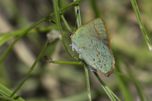 AZ-Madera Canyon_2016_07_16 - Hairstreak, Arizona (7)-s