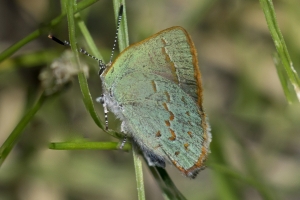 AZ-Madera Canyon_2016_07_16 - Hairstreak, Arizona (9)-Layer-web