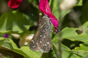 AZ-Madera Canyon_2016_07_16 - Roadside-Skipper, Large (1)-websized