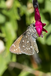 AZ-Madera Canyon_2016_07_16 - Roadside-Skipper, Large (2)-s