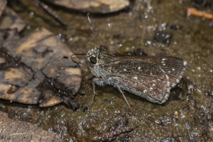 AZ-Madera Canyon_2016_07_16 - Roadside-Skipper, Large (3)-websized