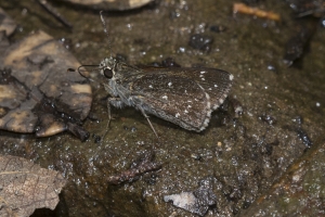 AZ-Madera Canyon_2016_07_16 - Roadside-Skipper, Large (4)-s