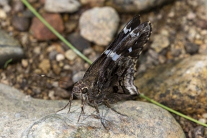 AZ-Madera Canyon_2016_07_16 - Skipper, Arizona (1)-websized