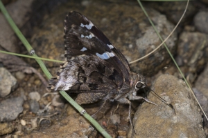 AZ-Madera Canyon_2016_07_16 - Skipper, Arizona (2)-s