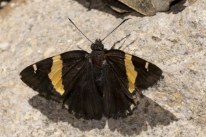 AZ-Madera Canyon_2016_07_16 - Skipper, Golden-banded-s