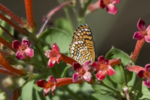 AZ-Madera Canyon_2016_07_16_171 - Checkerspot, Elada (3)-s