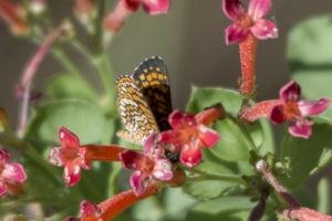 AZ-Madera Canyon_2016_07_16_171 - Checkerspot, Elada (9)-s