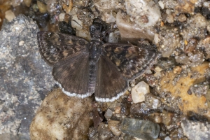 AZ-MountLemmon_2016_07_15 - Duskywing, Pacuvious (1)-websized