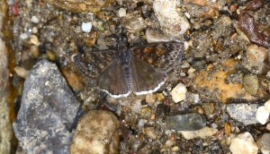 AZ-Museum_MtLemo_2016_07_15 - Duskywing, Pacuvious #2-websized