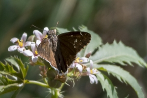AZ-Patagonia-B_2016_07_17 - Cloudywing, Desert  - unh seen no photo (1)
