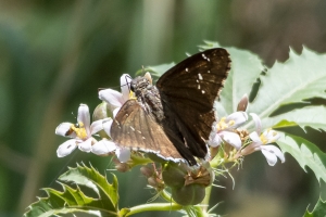 AZ-Patagonia-B_2016_07_17 - Cloudywing, Desert - unh seen no photo (3)-websized