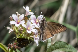 AZ-Patagonia-B_2016_07_17 - Cloudywing, Desert - unh seen no photo (5)-websized