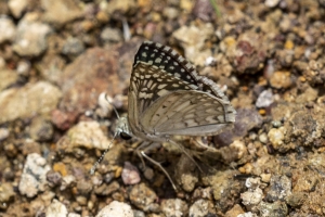 Desert 