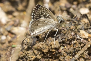 AZ-Patagonia_2016_07_17 - Checkered-Skipper, Desert (2)-s