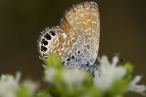 AZ-Patagonia_2016_07_17 - Pigmy-blue, Western (2)-s-websized