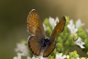 AZ-Patagonia_2016_07_17 - Pigmy-blue, Western (3)-s