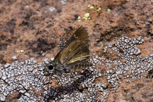 AZ-Patagonia_2016_07_17 - Roadfside-Skipper, Slaty-s