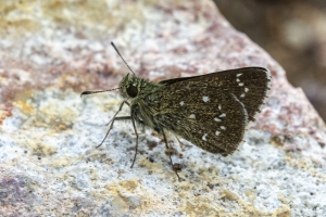 AZ-Patagonia_2016_07_17 - Roadside-Skipper, Bronze (1)-websized