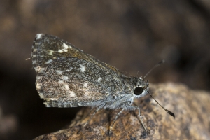 AZ-Patagonia_2016_07_17 - Roadside-Skipper, Bronze (2)-s