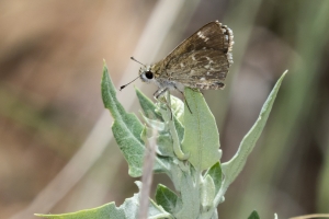 AZ-Patagonia_2016_07_17 - Roadside-Skipper, Slaty (3)-s