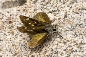 AZ-Patagonia_2016_07_17 - Roadside-Skipper, Texas (2)