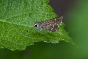 AZ-Patagonia_2016_07_17 - Roadside-Skipper, Toltec (1)-websized-websized