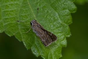 AZ-Patagonia_2016_07_17 - Roadside-Skipper, Toltec (2)-websized-websized