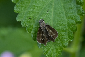 AZ-Patagonia_2016_07_17 - Roadside-Skipper, Toltec (4)-websized-websized