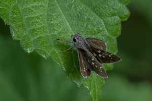 AZ-Patagonia_2016_07_17 - Roadside-Skipper, Toltec (5)-websized-websized
