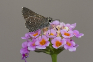 AZ-Patagonia_2016_07_17 - Roadside-Skipper, Toltec (6)-s-websized