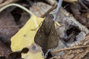 AZ-Patagonia_2016_07_17 - Skipper, Acacia (3)-websized