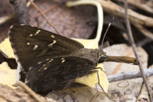 AZ-Patagonia_2016_07_17 - Skipper, Acacia (6)