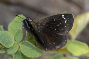 Common Sootywing *