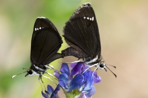 AZ-Patagonia_2016_07_17 - Skipper, Common Sootywing (4)-s-websized