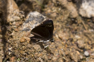 AZ-Patagonia_2016_07_17 - Skipper, Common Sootywing-s-websized