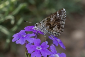 AZ-SierraVista-2_2016_07_18 - Roadside-Skipper, Nysa (2)-websized