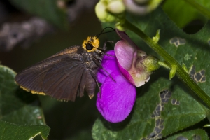 Golden-headed Scallopwing