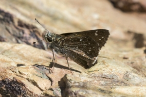 AZ-SierraVista-2_2016_07_18 - Skipper, Toltec (2)-s-websized
