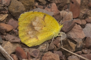 AZ-SierraVista-2_2016_07_18_Orange, Sleepy - -s