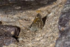 AZ-SierraVista - CoronadoNF_MontezumaCanyonRd 2016_07_20 - Roadside-Skipper, Bronze (1)-websized