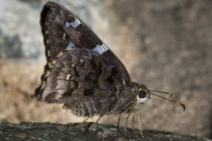 AZ-SierraVista - CoronadoNF_MontezumaCanyonRd 2016_07_20 - Skipper, Arizona (4)-s